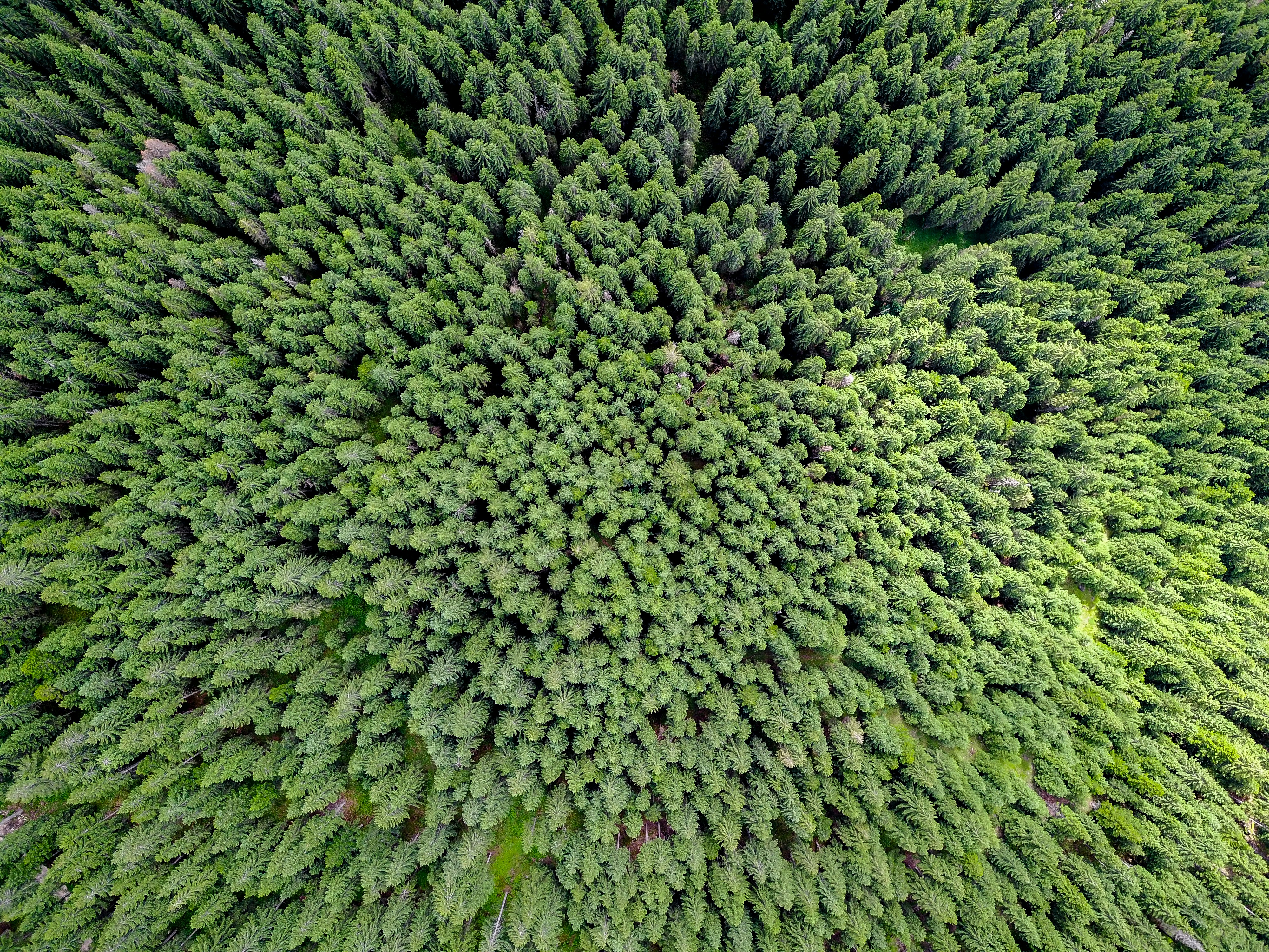 bird's-eye view photography of forest