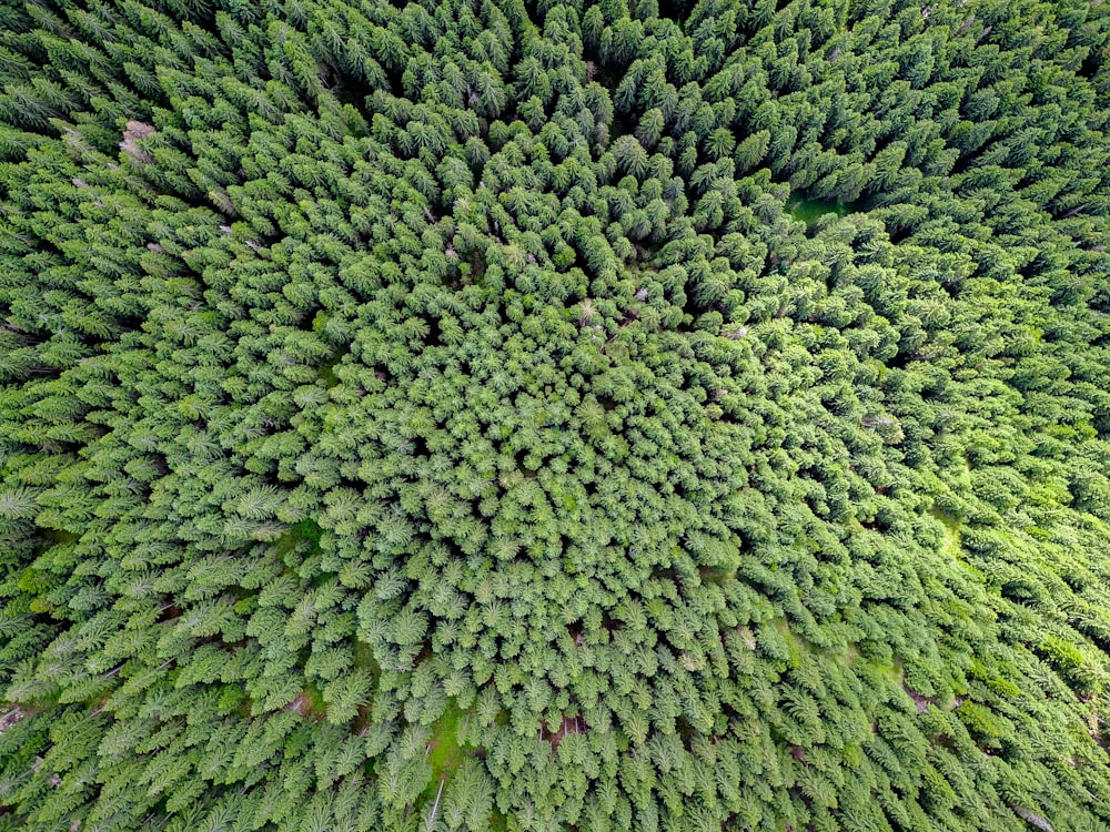 Fotografía a vista de pájaro del bosque