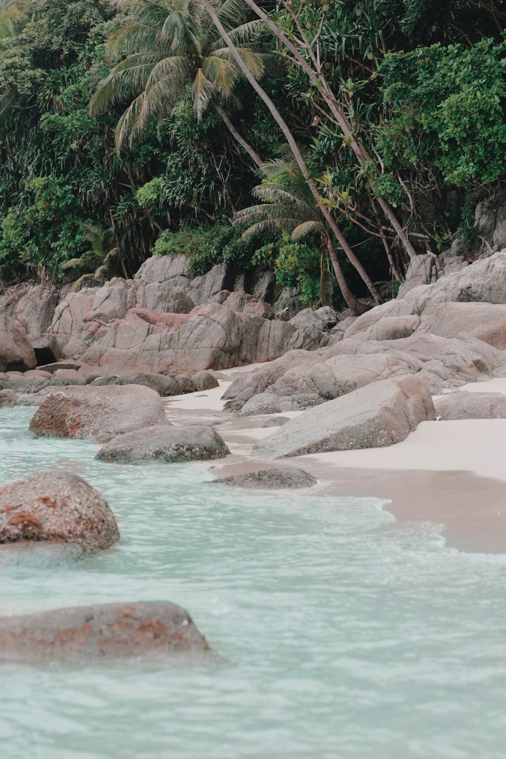 photo of green forest near rocky shorelines during daytime