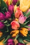 tulips - Link to April 2024 Newsletter