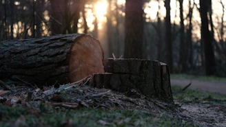 brown cut tree log