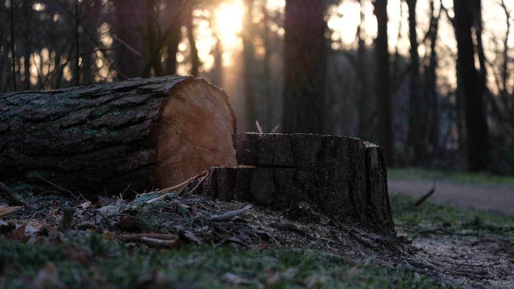 brown cut tree log