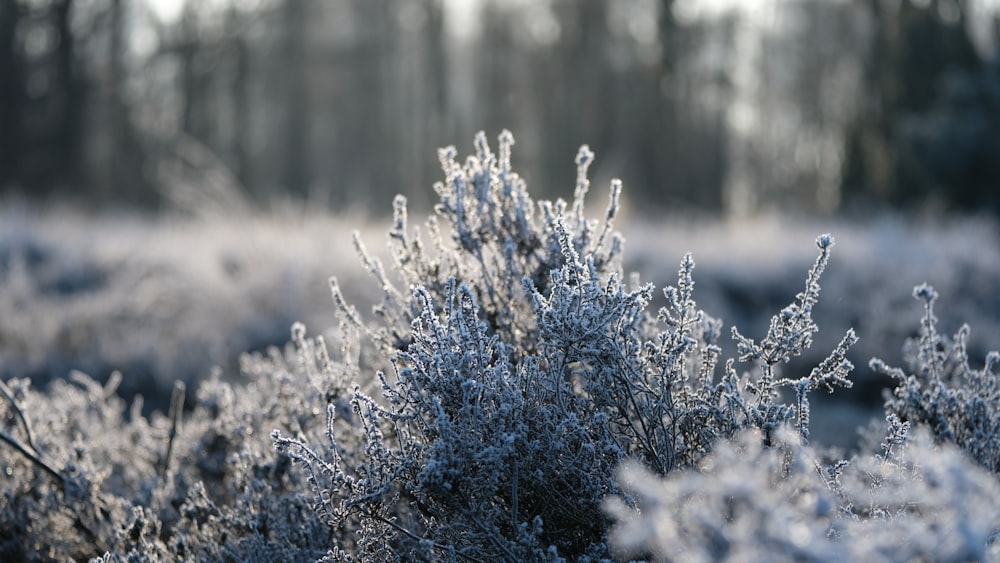 closeup photo of plant filled with snow