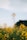 selective focus photography of yellow petaled flower