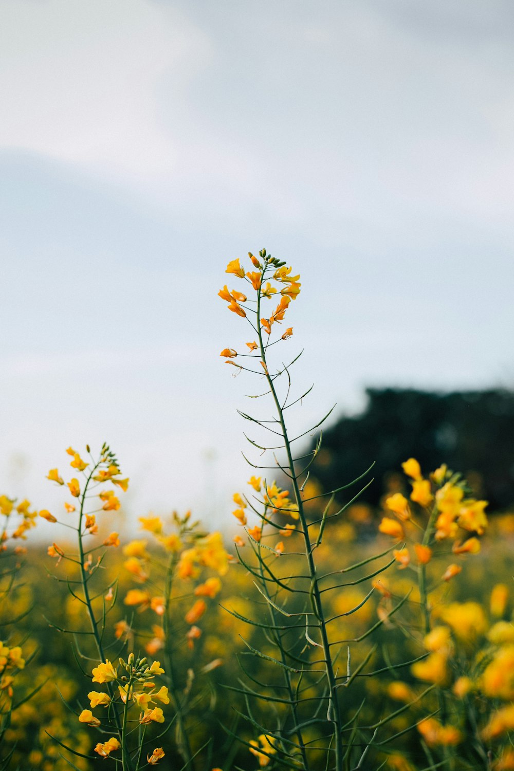 Selektive Fokusfotografie einer gelbblättrigen Blume