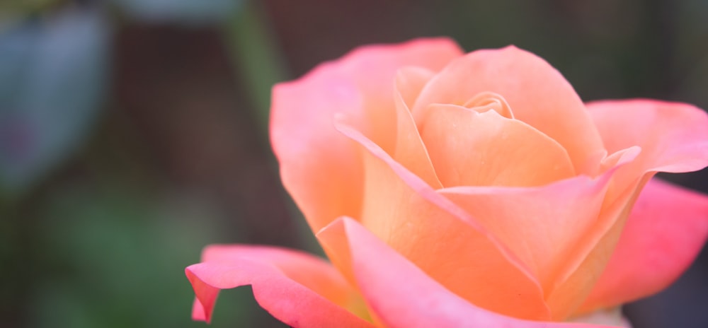 분홍색 꽃잎이 달린 꽃의 선택적 초점 사진