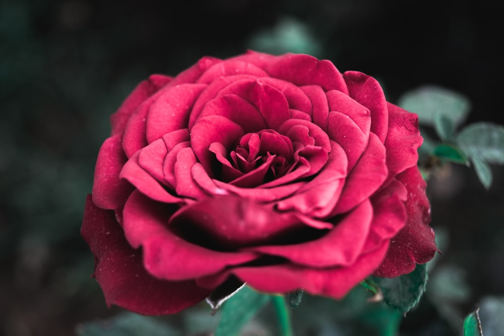 Photographie de rose rouge