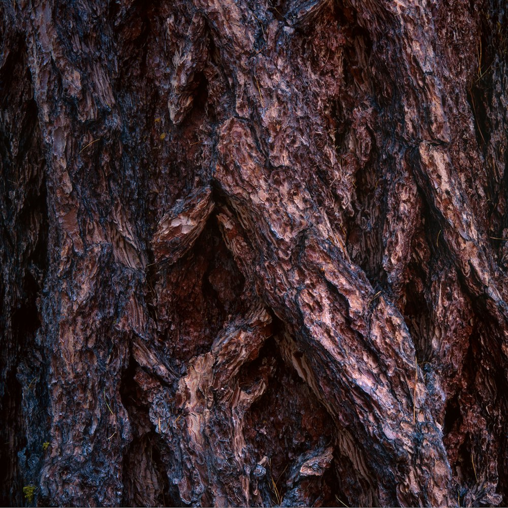 tronco de árbol marrón