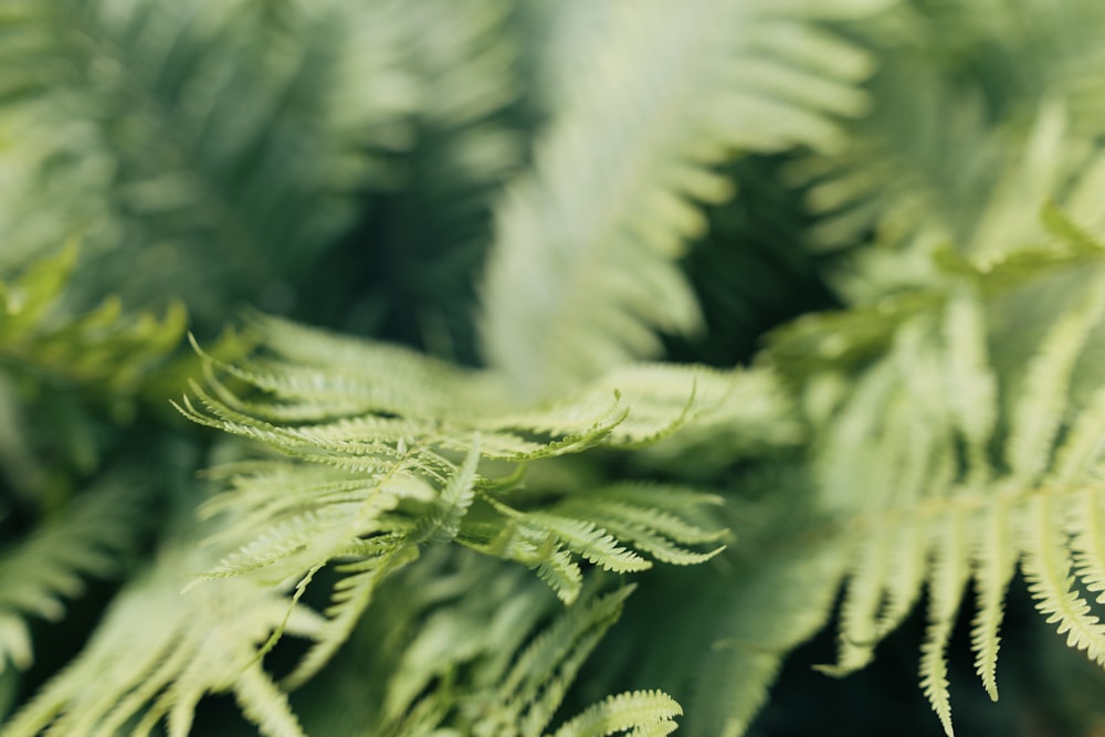 selective focus photo of fern plant