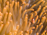 A close-up of a clownfish nestled in an anemone.