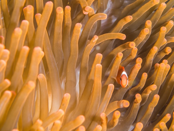 A close-up of a bright orange clownfish nestled within the tentacles of a sea anemone.
