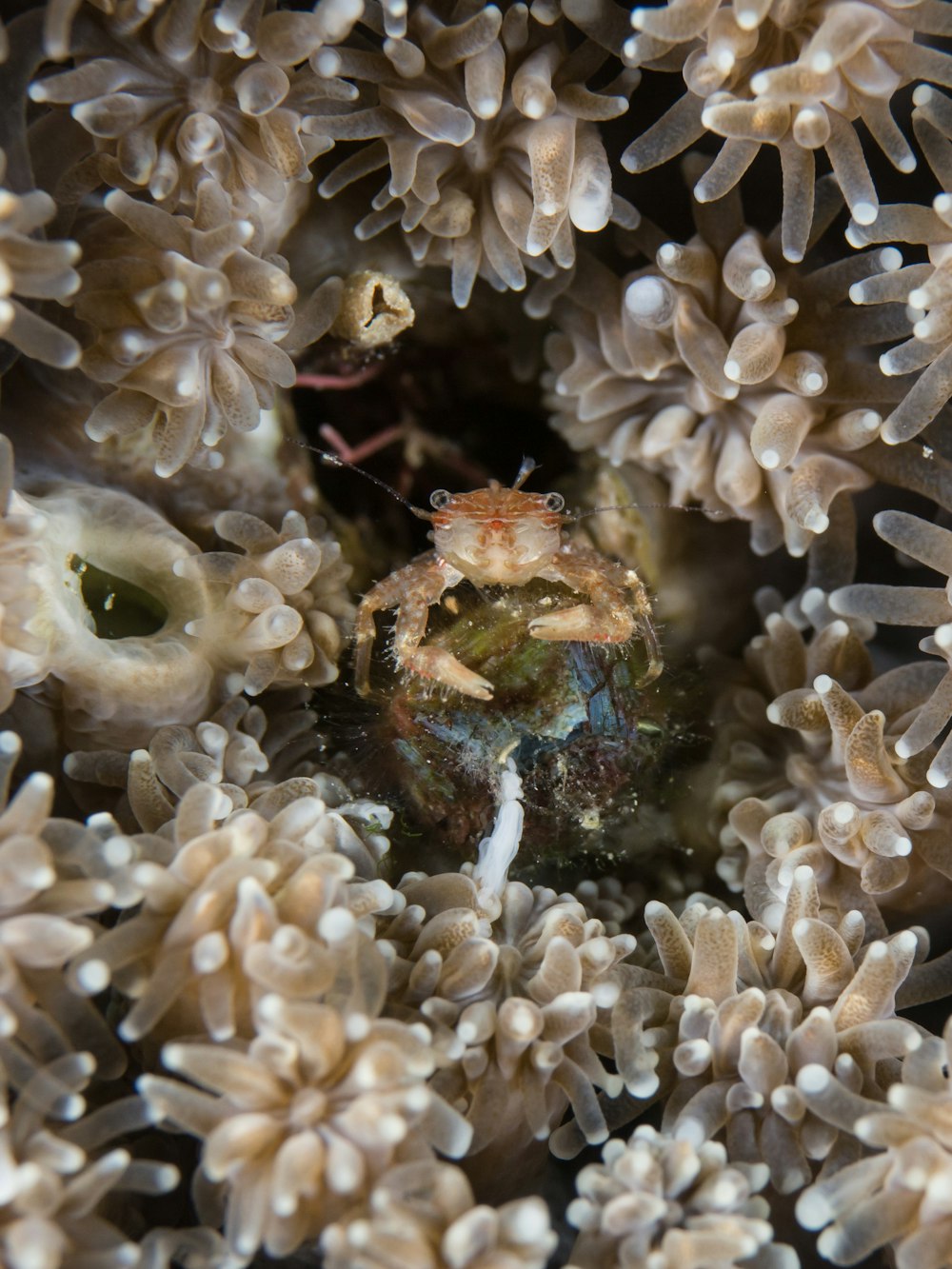 orangefarbene Krabbe umgeben von beigefarbener Anemone