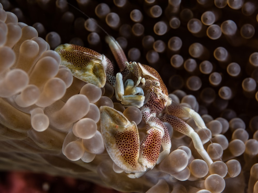 macro photography of crab on seafloor