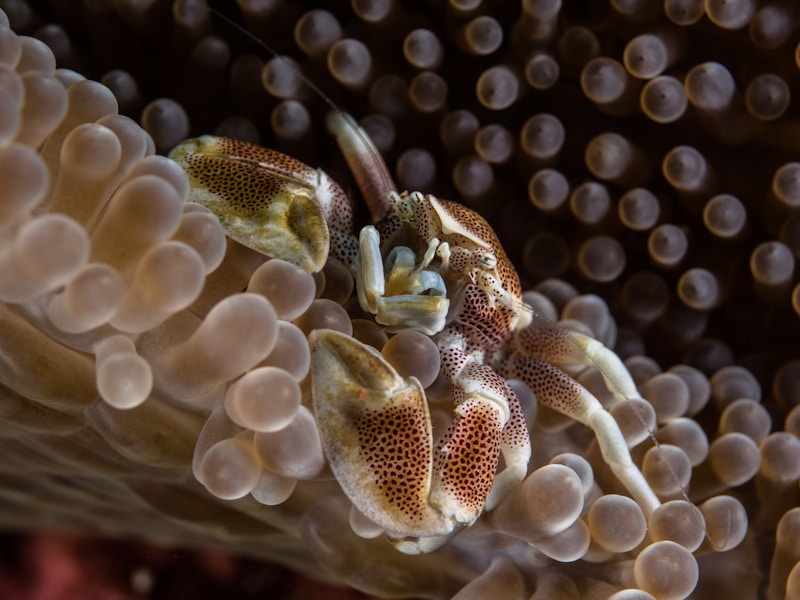 Crustaceans