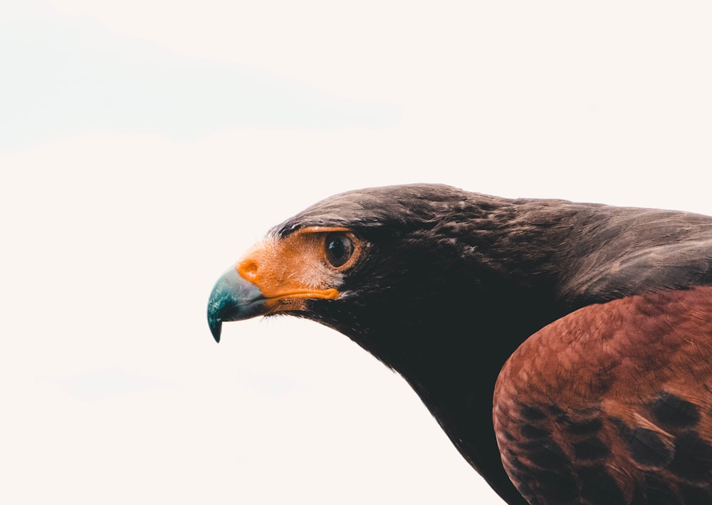 focus photo of bird