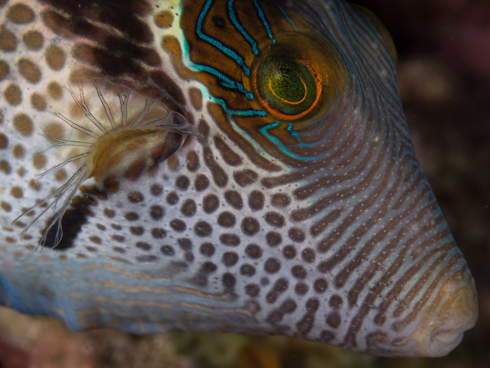 close-up photograph of multicolored fish