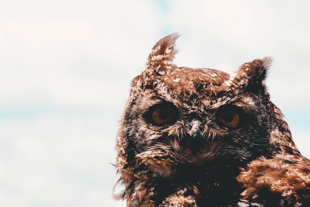 owl photography