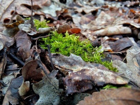 A close-up view of the forest floor featuring brown, decaying leaves scattered around patches of bright green moss. The scene portrays a natural, earthy texture with a rich blend of organic materials.