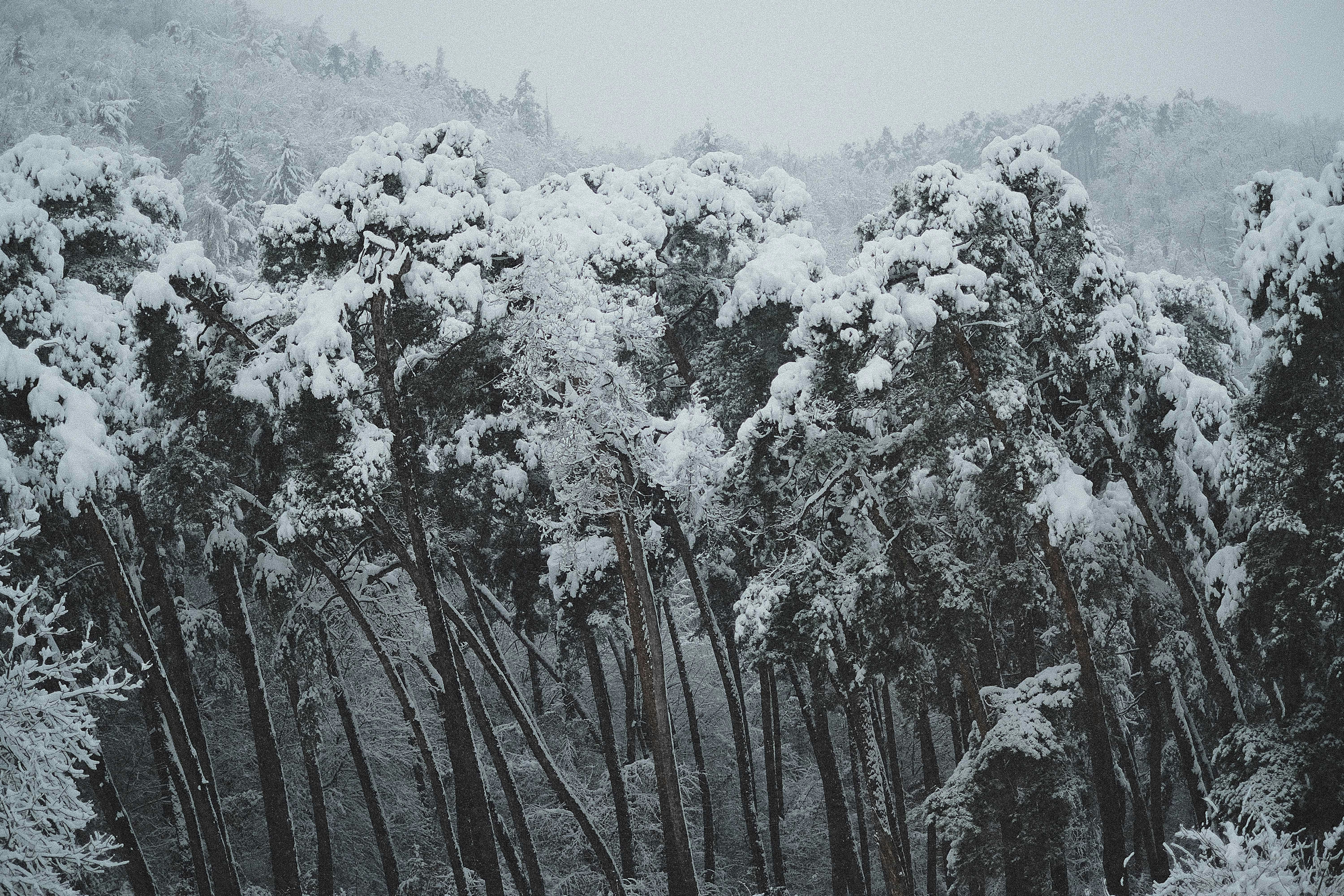 trees covered with snow in stormy weather