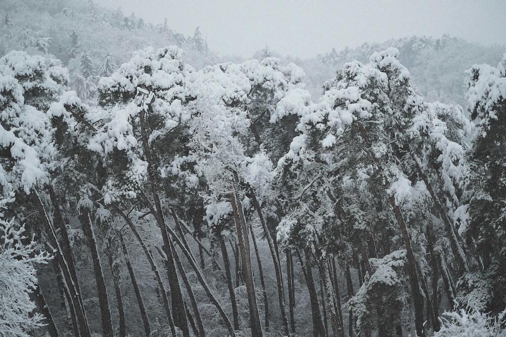 trees covered with snow in stormy weather