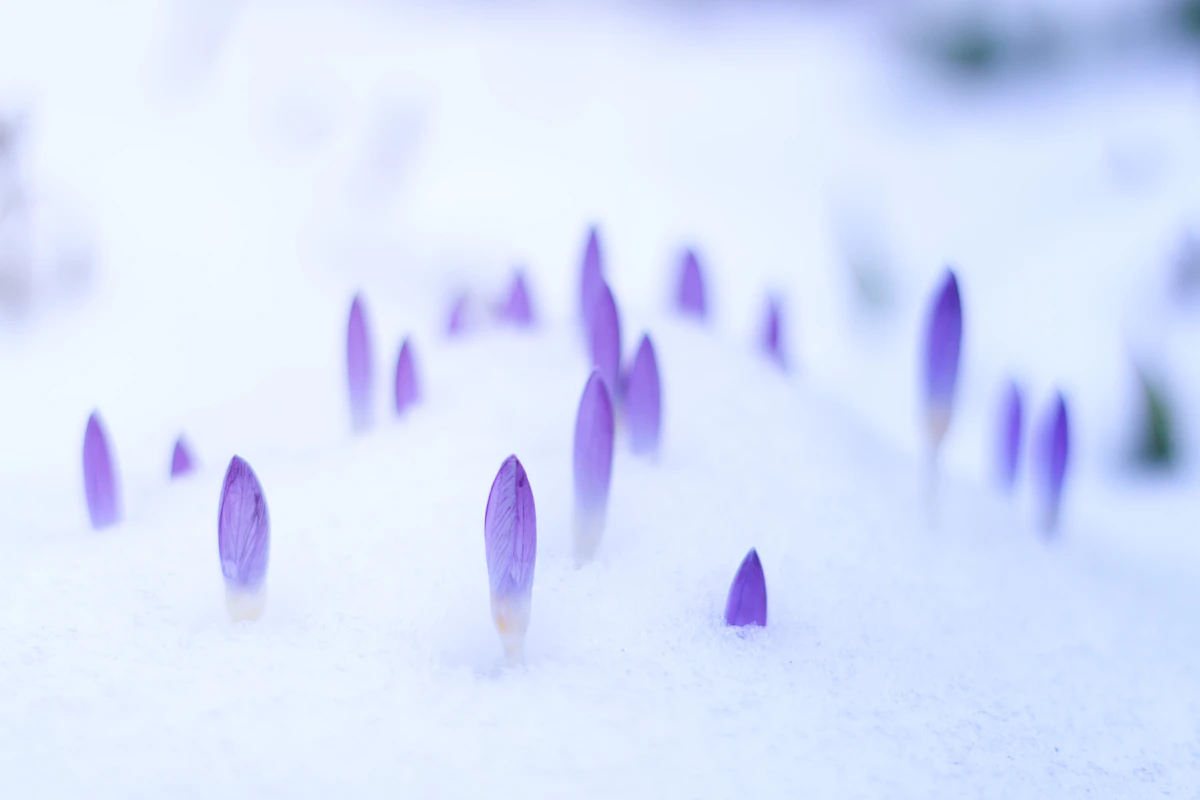 Candles beside early snowdrops, the light of Imbolc