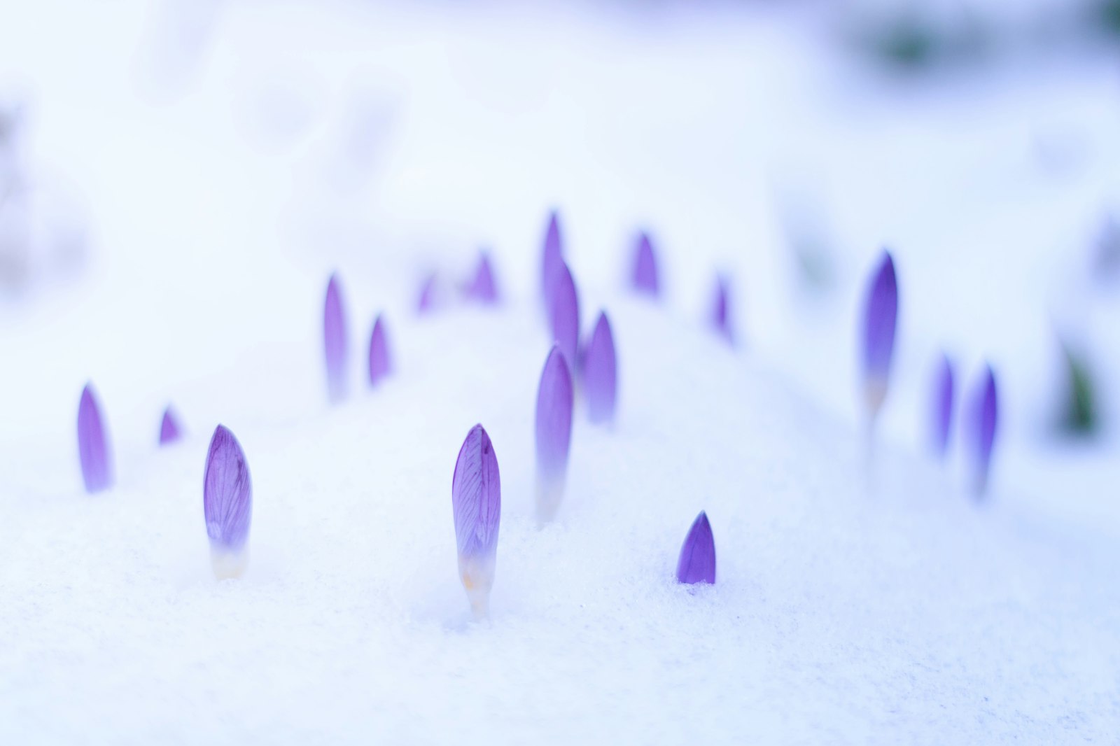 Canon EOS M + Canon EF 50mm F1.8 II sample photo. Purple flowers photo photography