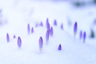 purple crocus rising from the snow