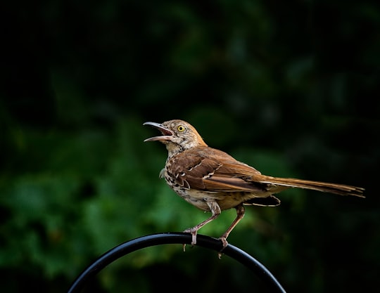 brown perching bird in Holly Springs United States