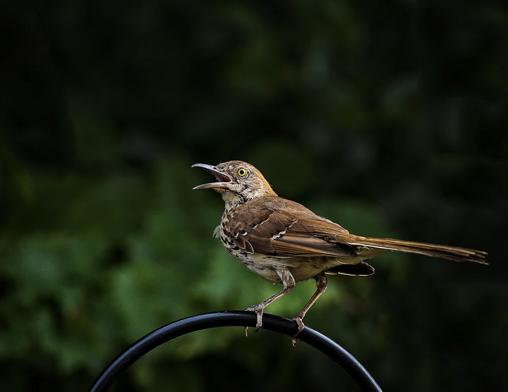 pájaro pardo que se posa