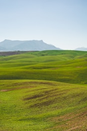 green grassland under clear sky