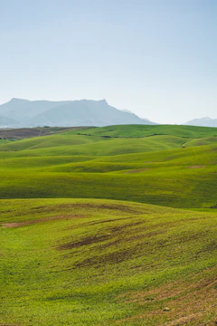 green grassland under clear sky