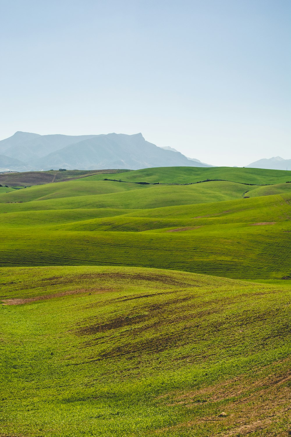 green grassland under clear sky