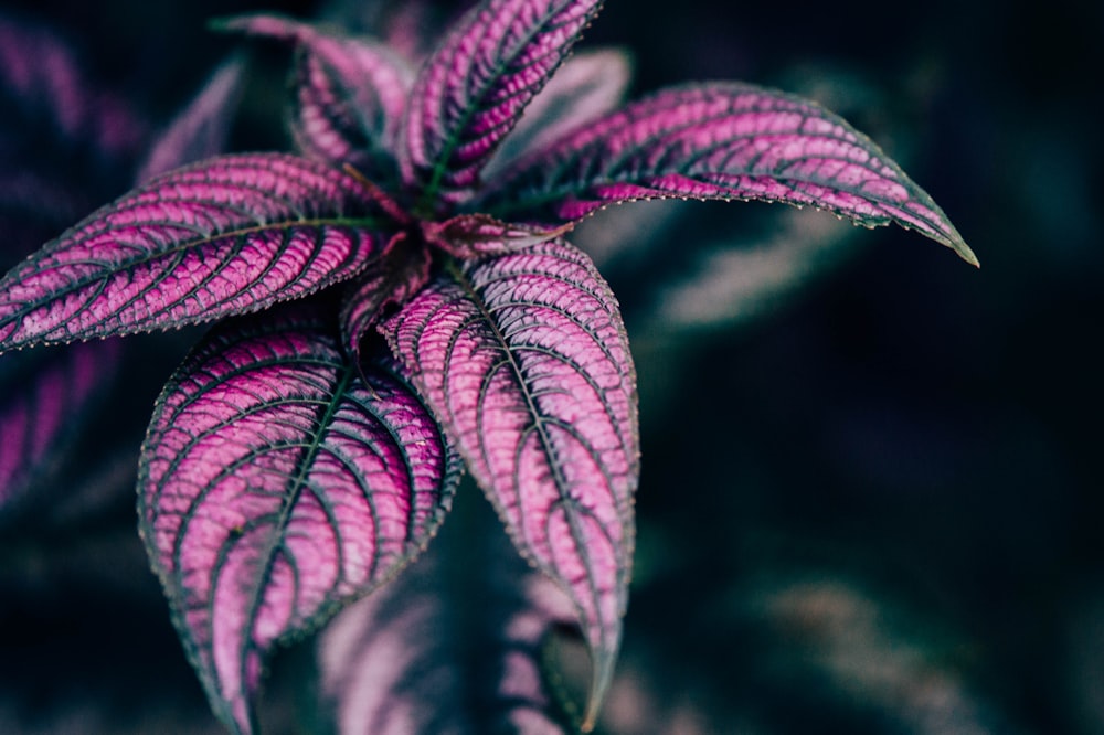 Macrophotographie de plante à feuilles rouges