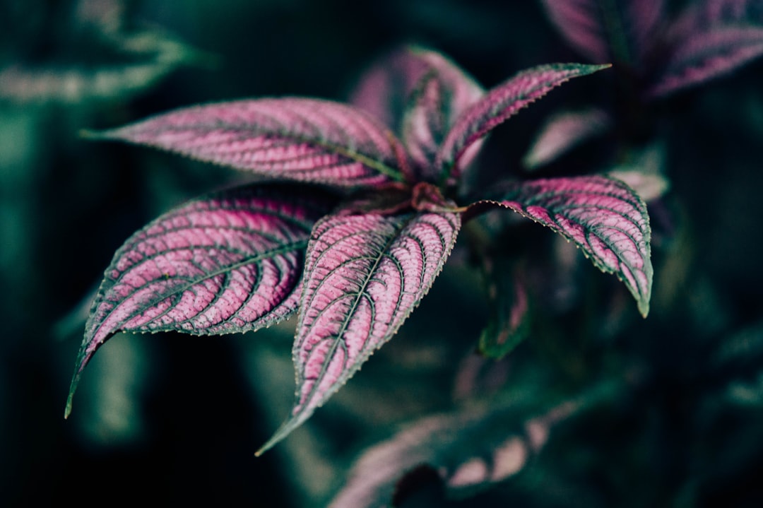 macro photography of red leafed plant