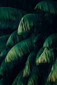 palm trees