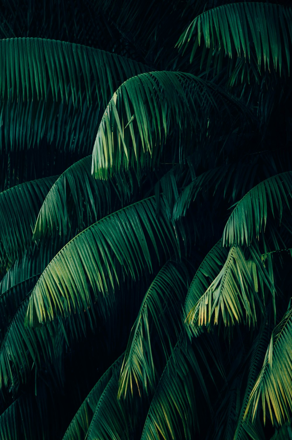 Coconut Leaves Pictures | Download Free Images on Unsplash
