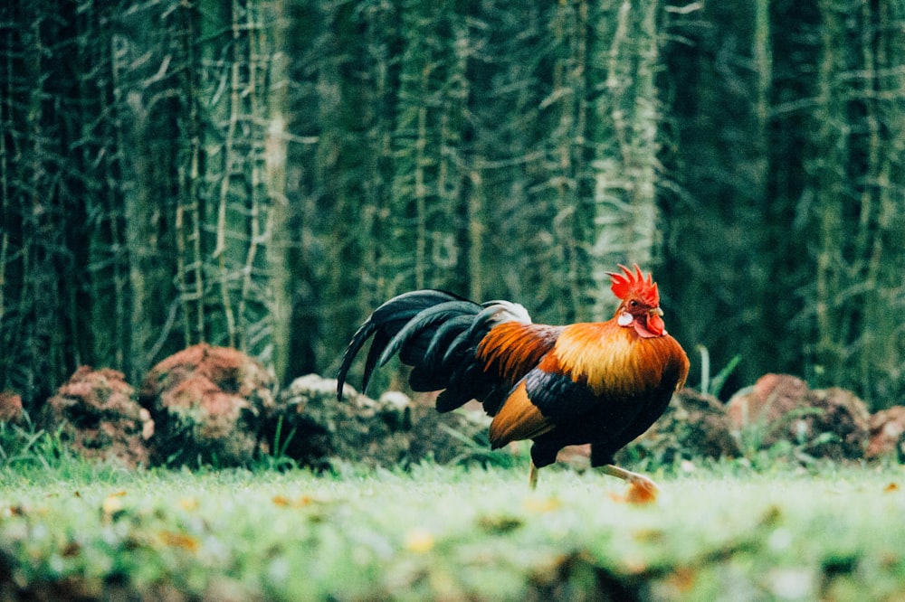 running brown and black rooster