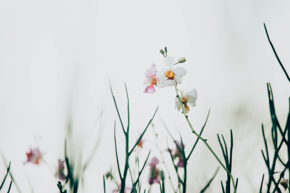 Fotografia a fuoco selettiva di fiori dai petali bianchi