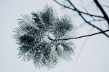 Green leaves forming a balanced circular design symbolizing growth.