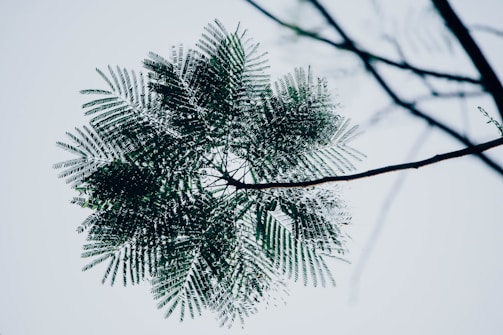 Green leaves forming a balanced circular design symbolizing growth.