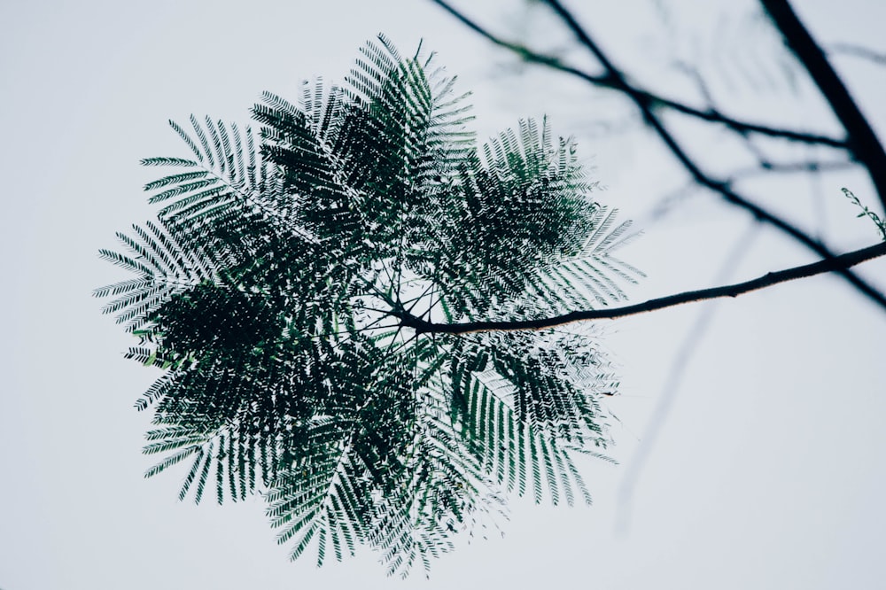 green leaf