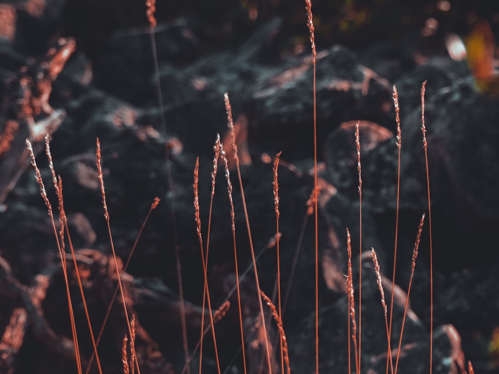 selective focus photography of brown long grass