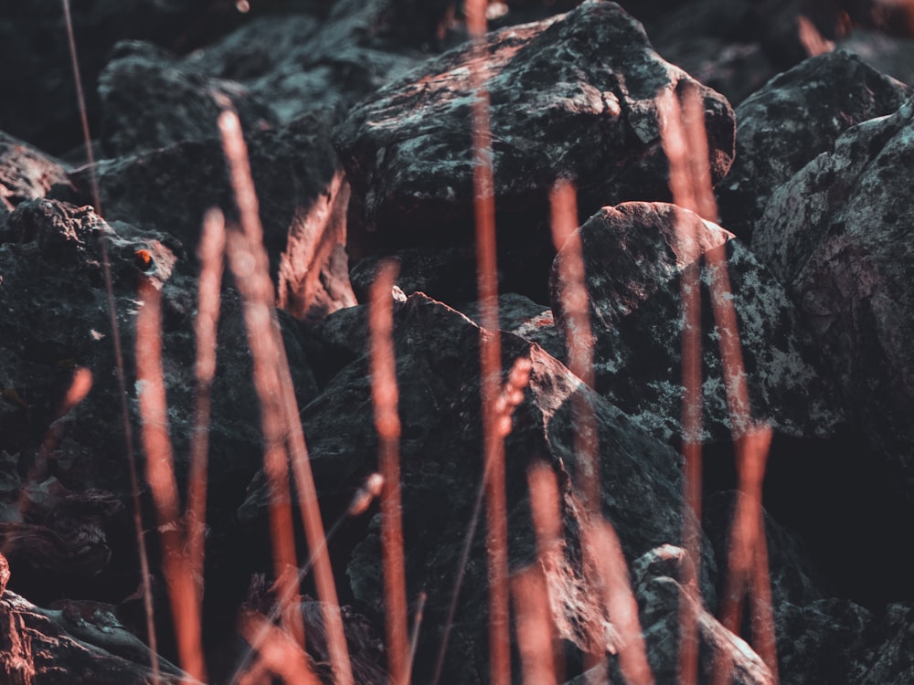 grasses near rocks