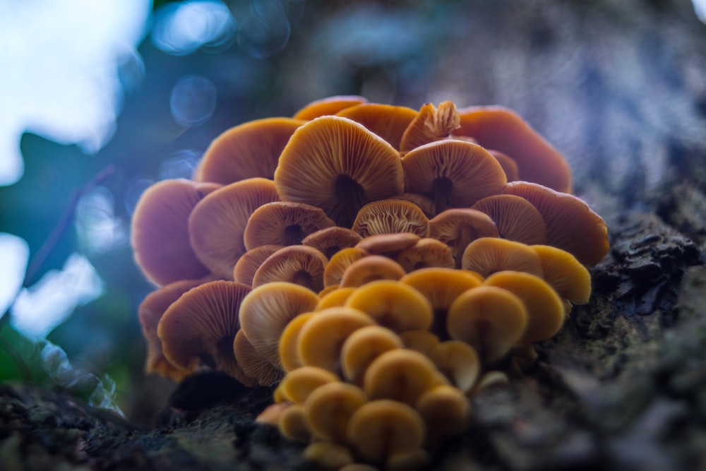 Fotografía de enfoque selectivo de hongos