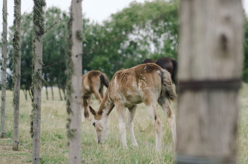 Photographie sélective de bébé girafe mangeant de l’herbe verte