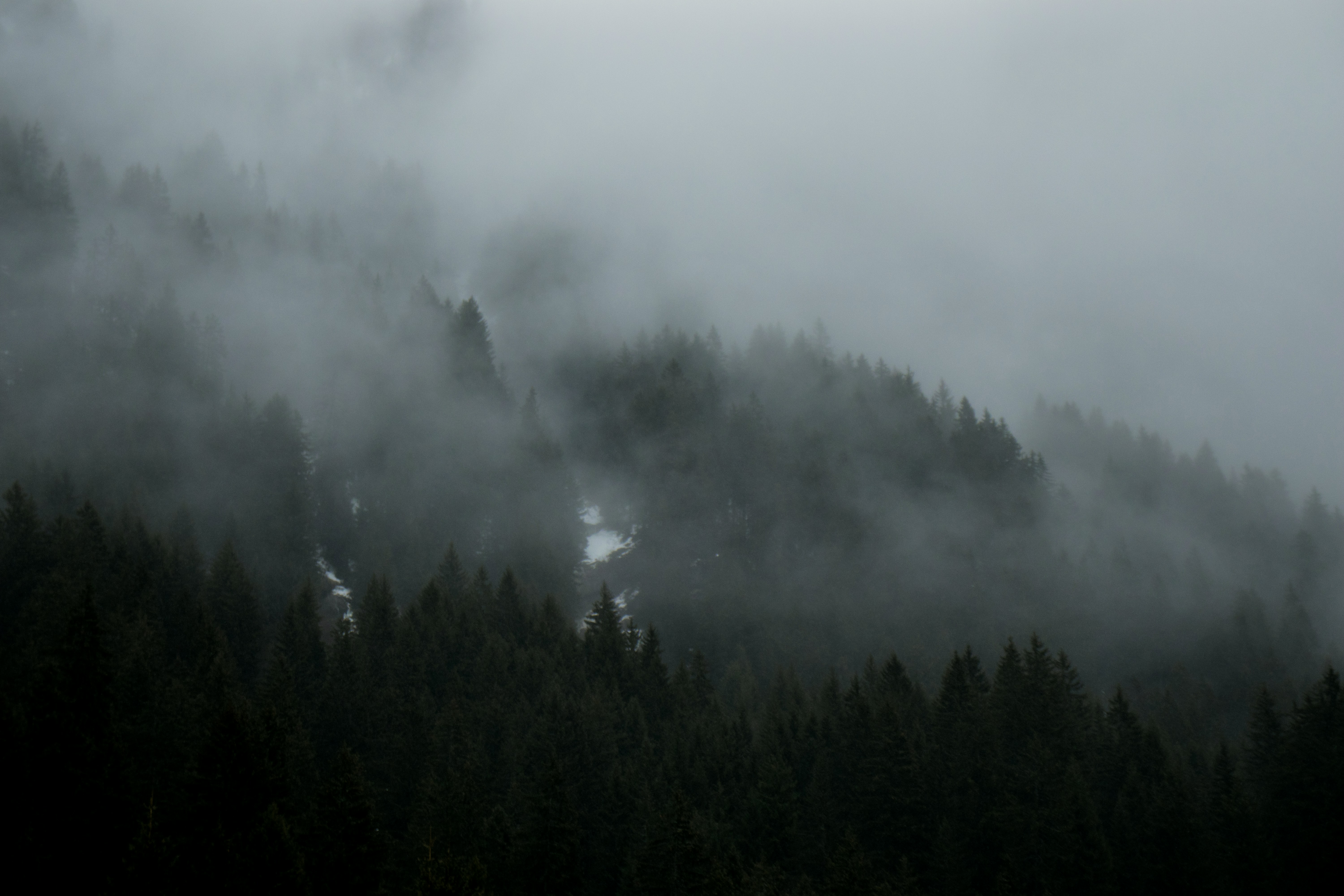 grayscale photography of trees with fog