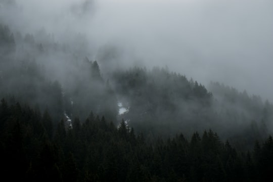 grayscale photography of trees with fog in Avoriaz France