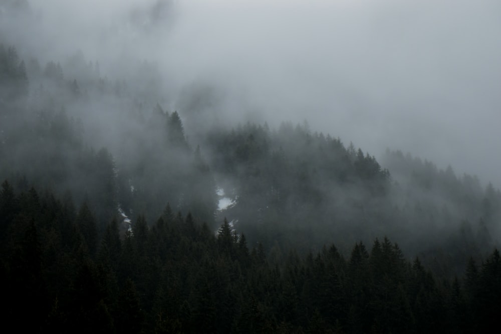 grayscale photography of trees with fog