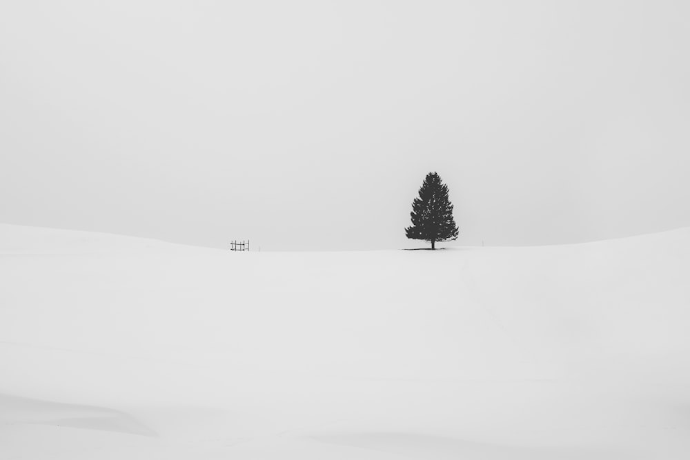 pinheiro coberto de neve