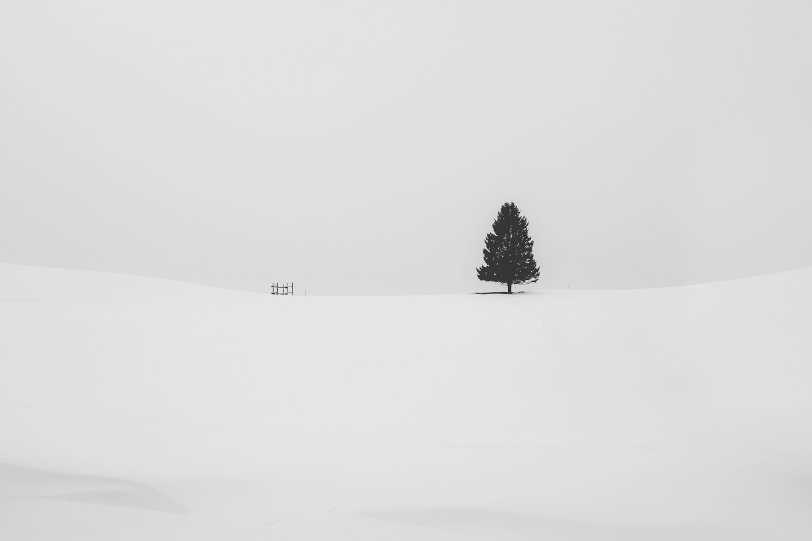 Fujifilm XF 27mm F2.8 sample photo. Pine tree covered with photography